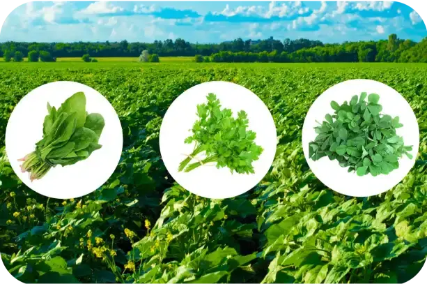 Leafy Vegetables