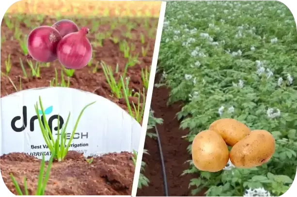 Onion & Potato
