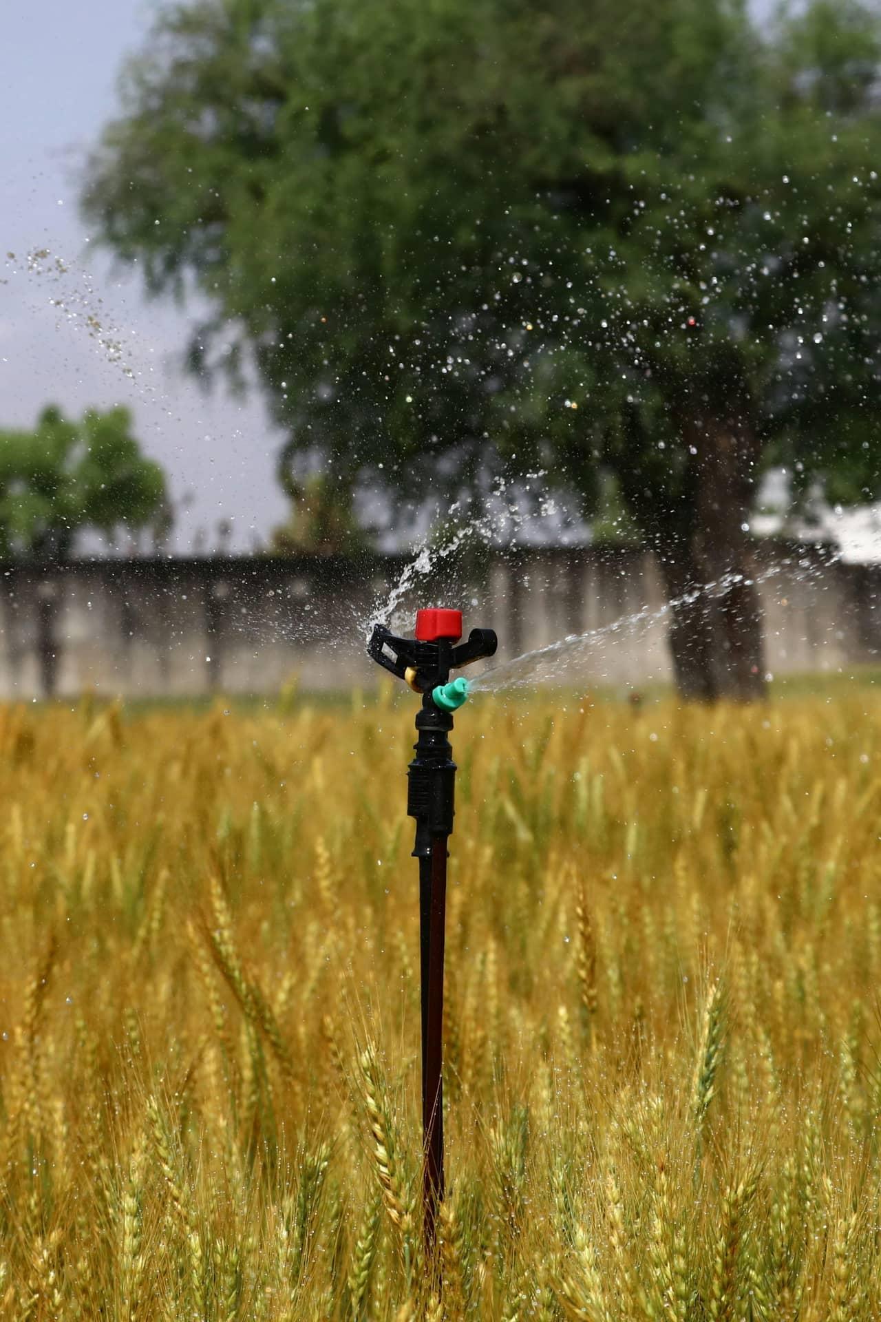Sprinkler irrigation in a field