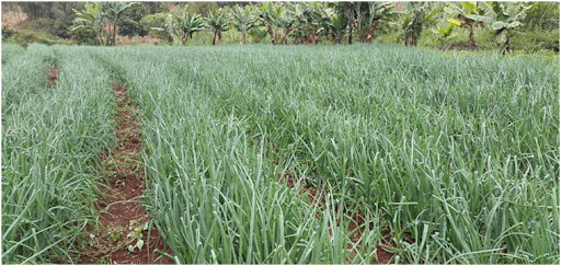 Laser Spray Rain Pipe Rain Hose irrigation system for close-spacing short-height vegetable crops.