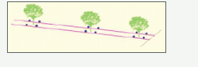 Double Laterals · Double Drippers / Plant